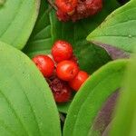 Cornus canadensis Froito