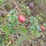 Rosa agrestis Fruit