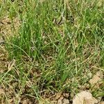 Cyperus laevigatus Hábito