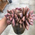 Sedum mendozaeLeaf