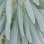 Euphorbia characias Foglia