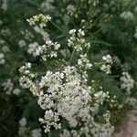 Chaerophyllum aureumКветка