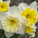 Narcissus × incomparabilis Flor