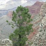 Pinus edulis आदत