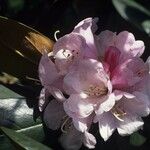 Rhododendron fulvum Blüte