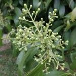 Cinnamomum verum फूल