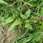 Chenopodium polyspermum Vekstform