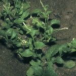 Microtea debilis Habitus