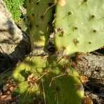 Opuntia aciculata Ліст