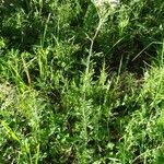 Achillea ligustica عادت داشتن