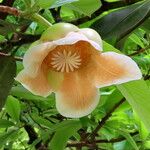 Dillenia indica Flower