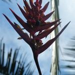 Heliconia hirsuta Кветка