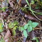 Trillium sessile Levél