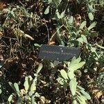 Hertia cheirifolia List