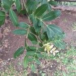 Schotia brachypetala ശീലം