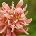 Castilleja sessiliflora 花