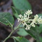 Ardisia standleyana Λουλούδι