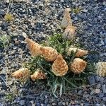 Rhaponticum coniferum Flower