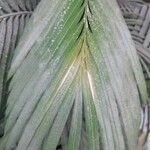 Cycas circinalis Folha