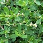 Polygonum arenastrum その他の提案