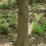 Carpinus cordata Corteza