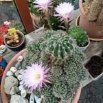 Echinopsis oxygona Flor