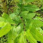 Castanea dentata Leaf