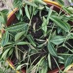 Dischidia ovata Leaf