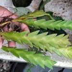 Oberonia disticha Yaprak