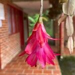 Schlumbergera bridgesiiFleur