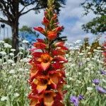 Digitalis canariensis Flower