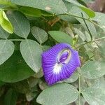 Clitoria ternateaFlower