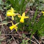 Narcissus minor Fleur