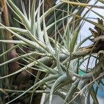 Tillandsia albida Feuille