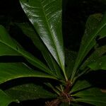 Clavija costaricana Leaf