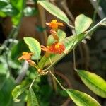 Euphorbia fulgens Virág