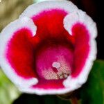 Sinningia speciosa Flor