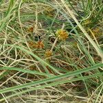 Carex pumila Habitus