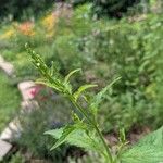 Verbena urticifolia Žiedas