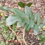 Berberis repens Feuille