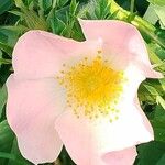 Rosa pouzinii Flower