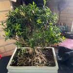 Buxus harlandii Φύλλο