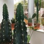 Cereus jamacaru Φύλλο