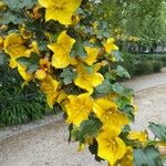 Fremontodendron californicumÇiçek