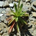 Armeria alpina Other