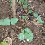 Vigna unguiculata Leaf