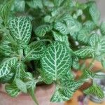 Fittonia albivenis Blatt