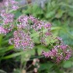 Galium rubrum Otro