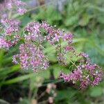 Galium rubrum Flower