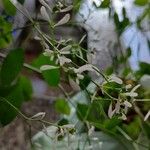 Chamaesyce hypericifolia Цвят